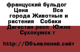 француский бульдог › Цена ­ 40 000 - Все города Животные и растения » Собаки   . Дагестан респ.,Южно-Сухокумск г.